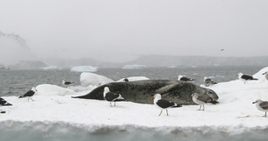 南极洲布朗布拉夫浮冰上的豹海豹和海鸥12秒视频