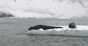 南极洲布朗布拉夫浮冰上的豹海豹21秒视频