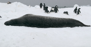 南极洲布朗布拉夫浮冰上的豹海豹和阿德利企鹅8秒视频
