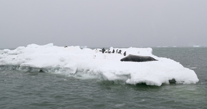 南极洲布朗布拉夫浮冰上的豹海豹和阿德利企鹅8秒视频