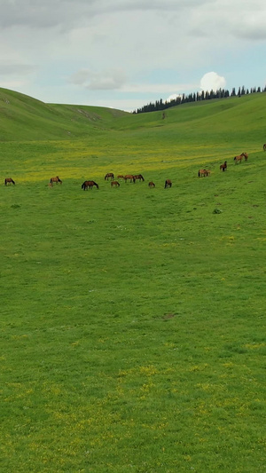 5A喀拉峻草原上散落的马群航拍视频旅游景区55秒视频