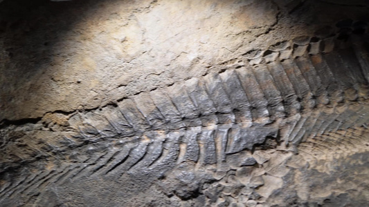 考古恐龙化石爬虫化石视频