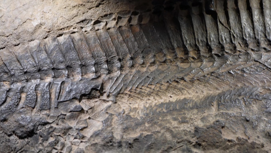考古恐龙化石爬虫化石视频