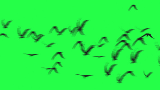 偏僻天空鸟群绿屏视频