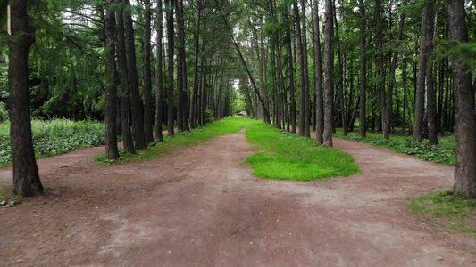 在森林中行走的路径上视频