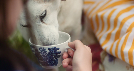 狗从茶杯里喝水视频