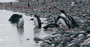 岩石上的巴布亚企鹅14秒视频