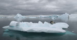 浮冰上的豹海豹10秒视频