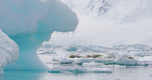 浮冰上的海豹11秒视频