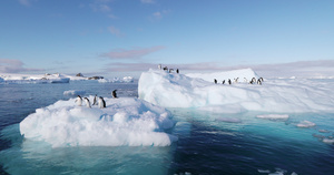 浮冰上的阿德利企鹅14秒视频