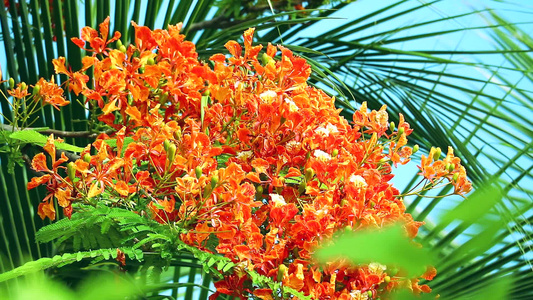 花朵开花棕榈叶背景视频