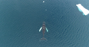 座头鲸游泳39秒视频