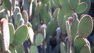 加利福尼亚美国干旱气候下的沙漠植物和自然花卉7秒视频