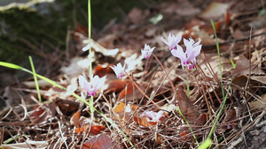 野生粉花9秒视频