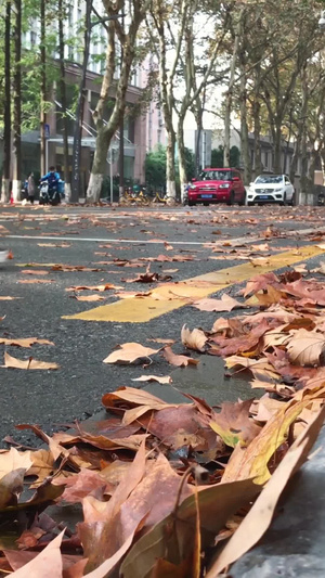 城市秋季落满金黄树叶的道路秋天素材公交站台92秒视频