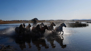 高速拍摄马在水里奔跑素材30秒视频