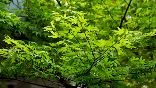 枫叶合集视频