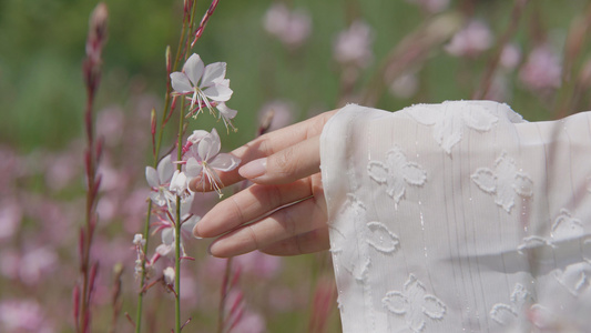 4k赏花芊芊细手触摸花朵特写古风视频