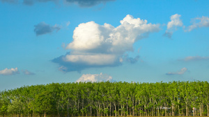 自然风光树林蓝天白云延时4K20秒视频