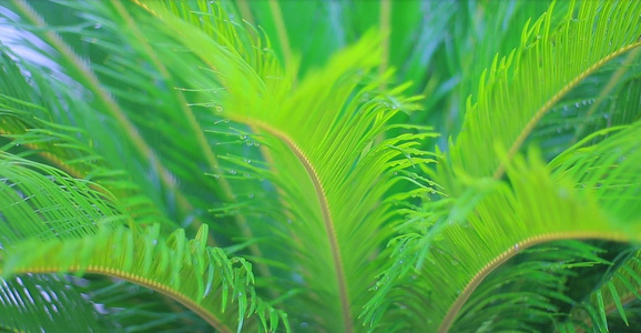绿色植物铁树绿植景观视频
