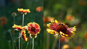 夏日逆光拍摄唯美花朵和蜜蜂采蜜40秒视频