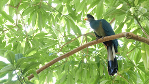 热带雨林中的大蓝鸟19秒视频