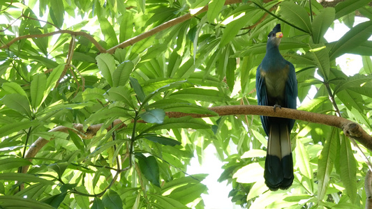 热带雨林中的大蓝鸟视频