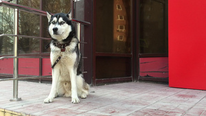 悲伤的黑白狗在城市街道的商店附近等待主人21秒视频