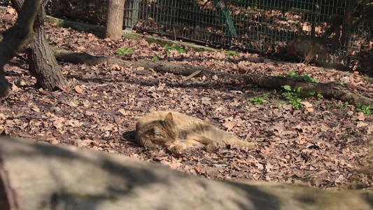 一只美丽的大猫躺在地上洗澡视频