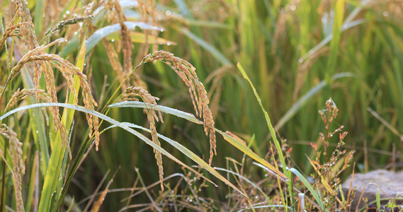 4K微距拍摄田野里成熟饱满的稻谷视频