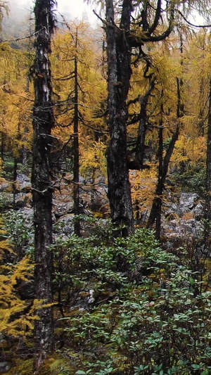 秋天金色松树林里蜿蜒的溪水航拍视频落叶松48秒视频
