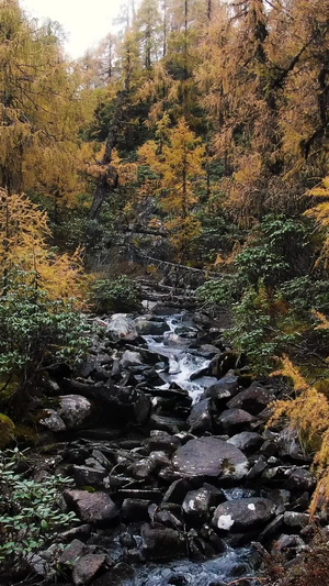 秋天金色松树林里蜿蜒的溪水航拍视频大自然48秒视频