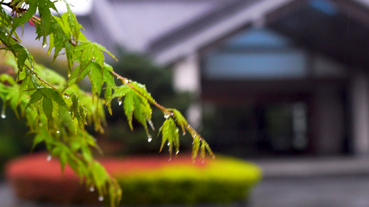 雨中的枫叶 合集视频