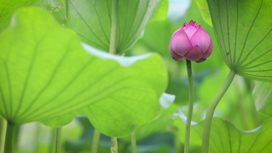 4K实拍夏季池塘荷花植物花苞视频