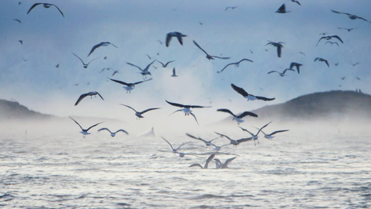 海鸥在大海海面上飞翔视频