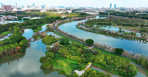 广州海珠国家湿地公园春季宫粉紫荆2022年最新航拍53秒视频