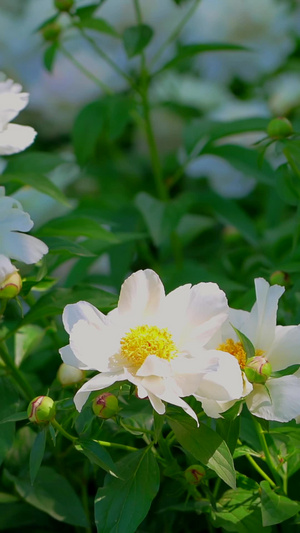 景山公园牡丹花自然美32秒视频
