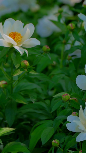 景山公园牡丹花自然美32秒视频