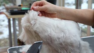 利用电动剃刀培养白狗耳朵12秒视频