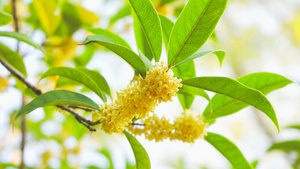 4K实拍金秋桂花特写秋天植物13秒视频