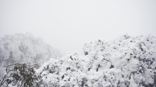 4K实拍冬季雪天下雪飘雪银装素裹视频素材视频