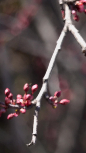 春季自然风光随风摇摆的嫩芽视频12秒视频