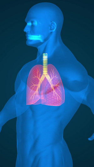 三维人体肺部展示35秒视频