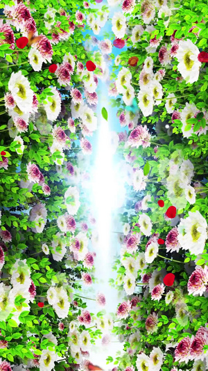 唯美的菊花背景素材30秒视频