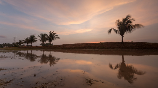 日落时导致椰子树的直线时间反射视频