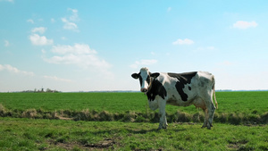 荷兰牧场的奶牛17秒视频