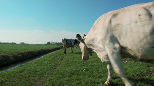 荷兰牧场的奶牛13秒视频