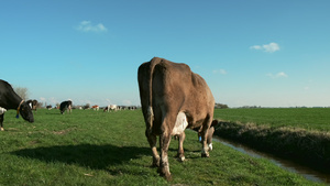 荷兰牧场的奶牛10秒视频