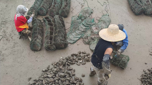 实拍渔民整理海鲜生蚝 视频