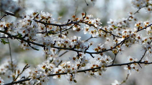 桃花树视频